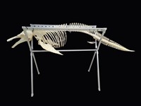 藏品(瓜頭鯨)的圖片